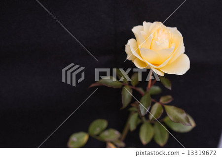 黃玫瑰 黃玫瑰 13319672