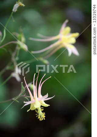 Columbine aquilegia 13319744
