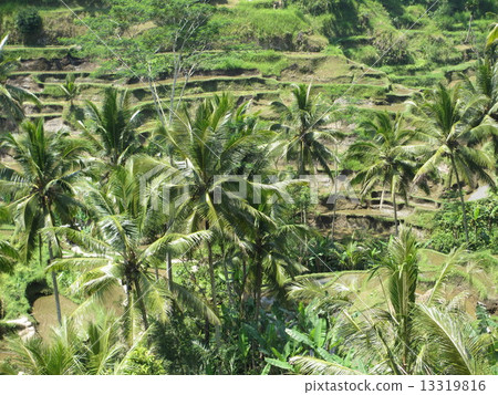 Rice paddy in Bali 13319816