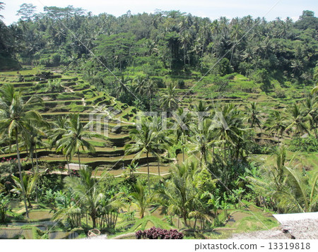 Rice paddy in Bali 13319818