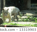 Bali Zoo 13319903