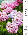 Double exposure of floral objects 13319915