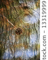 Double exposure of floral objects 13319999