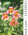 Double exposure of floral objects 13320011