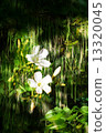 Double exposure of floral objects 13320045