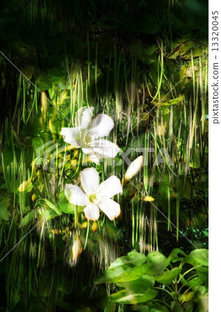 Double exposure of floral objects Double exposure of floral objects 13320045