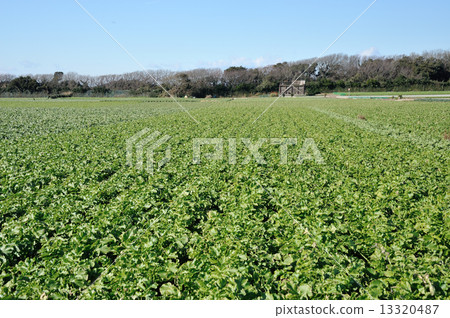 三浦半島蘿蔔田 13320487