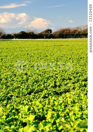 伏武和富士山 13320489