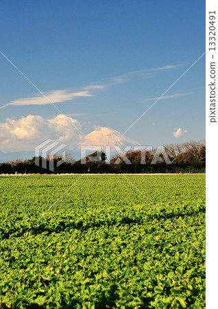 三浦半島蘿蔔田 13320491