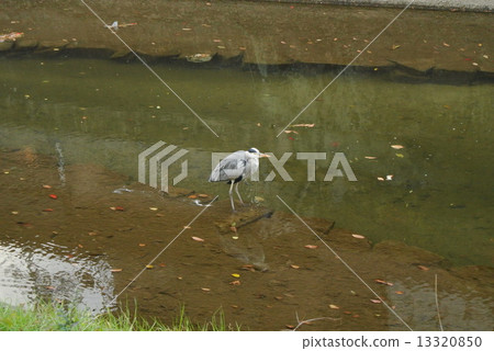姬山公園的藍鷺 姬山公園的藍鷺 13320850
