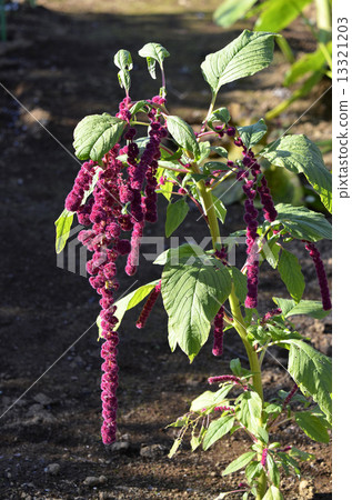 Himo步態（弦弓頭） 13321203