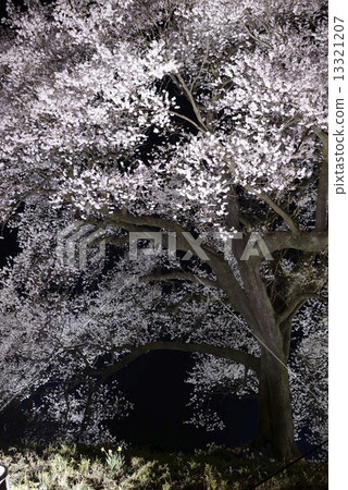櫻花在夜晚的土墩上 13321207