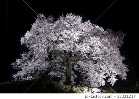 櫻花在夜晚的土墩上 13321217