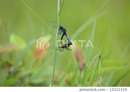 Haruobirotorbo (pair) of Higo Pond, Okayama Prefecture " 13321310