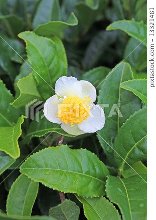 茶花 茶花 13321481