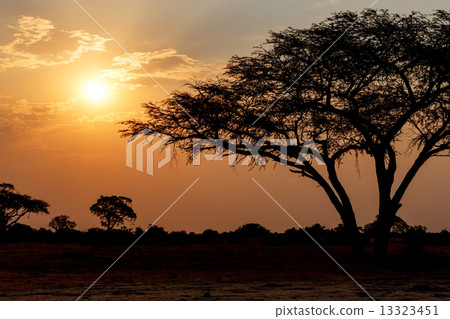 African sunset with tree in front African sunset with tree in front 13323451
