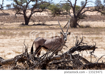 Gemsbok, Oryx gazella 13323471