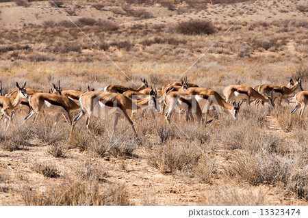 herd of springbok 13323474