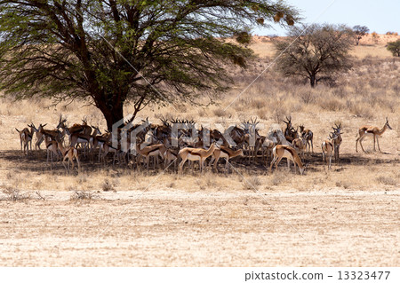herd of springbok hiding under a big acacia herd of springbok hiding under a big acacia 13323477