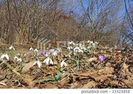 Snowdrops and crocus Snowdrops and crocus 13323858