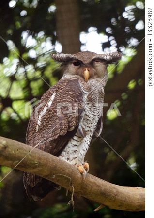 Barred Eagle Owl Barred Eagle Owl 13323982