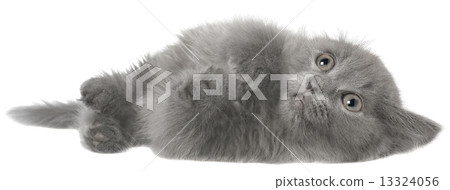 Frightened gray kitten isolated 13324056