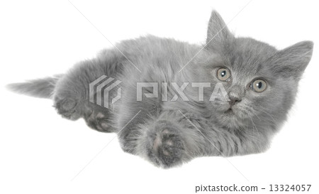 Small gray kitten lay 13324057