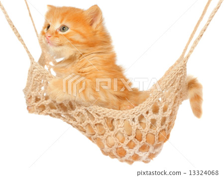 Cute red haired kitten sleeping in hammock 13324068