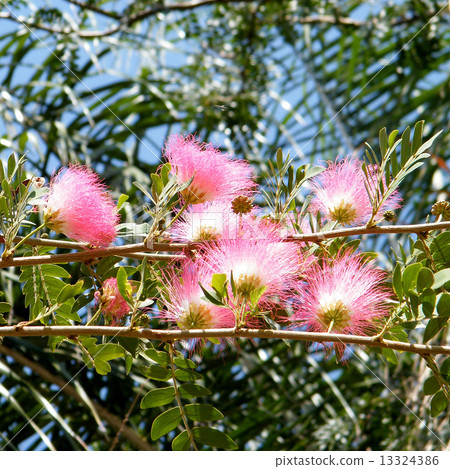 Or Yehuda Albizia 2010 13324386