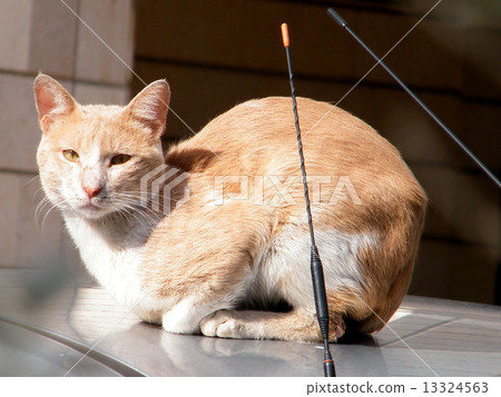 Or Yehuda cat January 2011 13324563