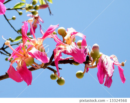 Or Yehuda Chorisia speciosa branch 2010 13324568