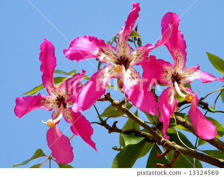 Or Yehuda Chorisia speciosa flower 2010 13324569