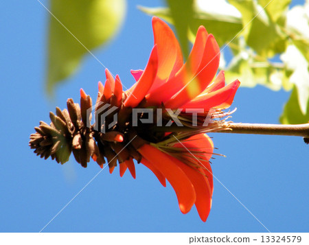 Or Yehuda Coral Tree flower 2011 Or Yehuda Coral Tree flower 2011 13324579