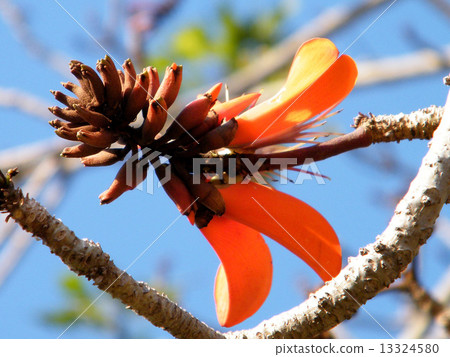 Or Yehuda Coral Tree flower isolated 2011 Or Yehuda Coral Tree flower isolated 2011 13324580