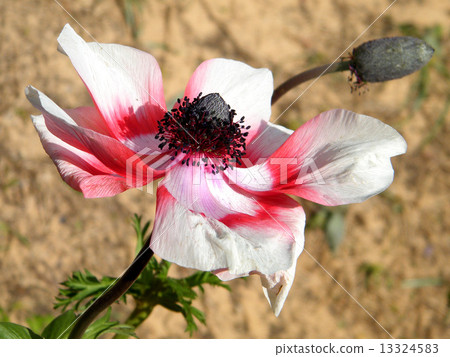 Or Yehuda Crown Anemone 2011 13324583