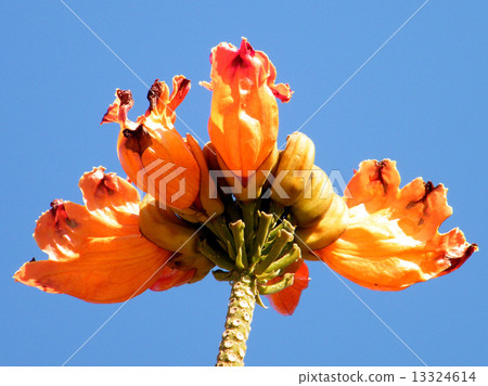 Or Yehuda flower of Spathodea campanulata 2010 13324614