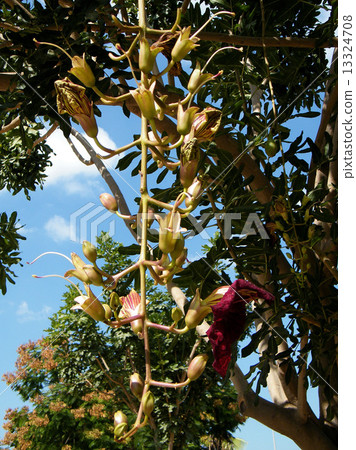 Or Yehuda Kigelia pinnata tree 2010 13324708