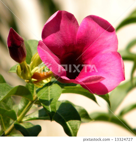 Or Yehuda Mandevilla sanderi flower 2010 13324727