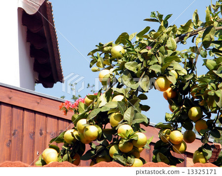 Or Yehuda Oranges near fence 2010 Or Yehuda Oranges near fence 2010 13325171