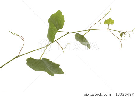 Grape leaves 13326487
