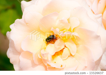 玫瑰 玫瑰 13326637