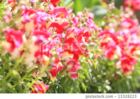Fragrance of goldfish Fragrance of goldfish 13328223