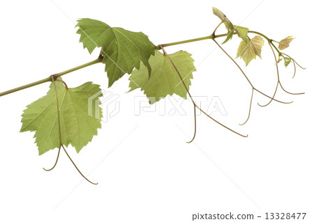 Grape leaves 13328477