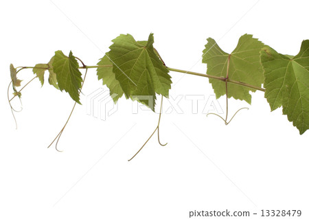Grape leaves 13328479