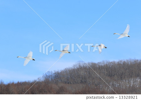 Winter swan 13328921