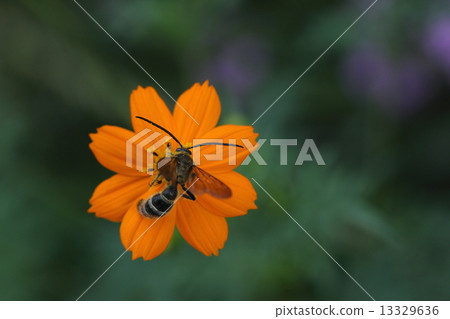 Creatures Insects Oohara Nagi bunches, beeswax at the flowerbed cosmos. Every time I stopped, the flowers bowed with weight Creatures Insects Oohara Nagi bunches, beeswax at the flowerbed cosmos. Every time I stopped, the flowers bowed with weight 13329636