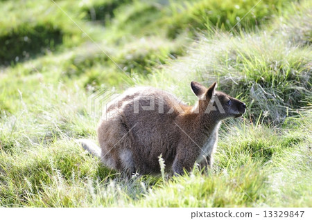 Wallaby 13329847