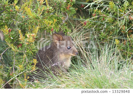 Wallaby 13329848