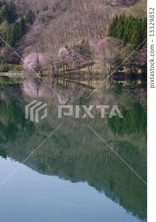 Spring of Shinshu Nakanishi Lake (cherry blossoms on the lake) 13329852