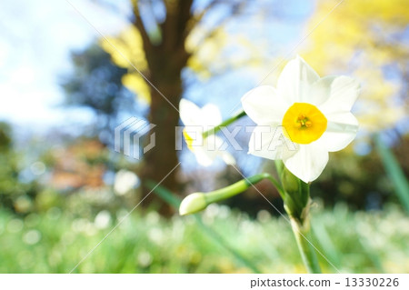 Narcissus Narcissus 13330226